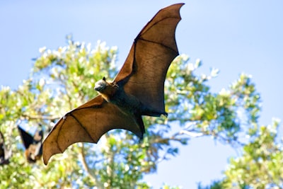 Bat — летучая мышь