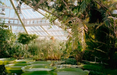 Greenhouse in the botanical garden — оранжерея в ботаническом саду