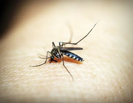 mozzies — Комары