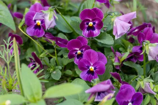 Pansy — Анютины глазки