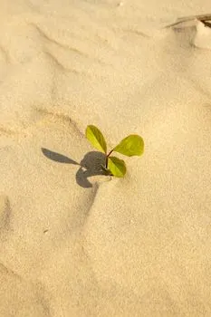 adaptation — приспособление
