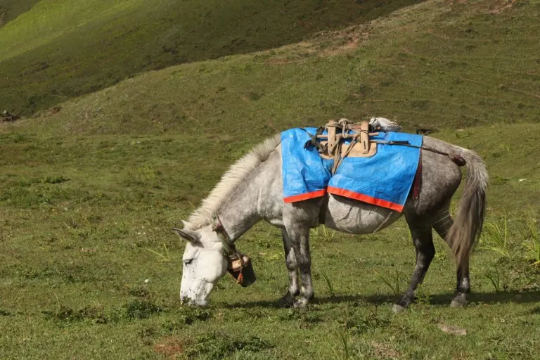 Eşek — осел