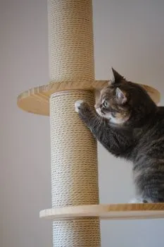 Cat tree — когтеточка