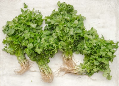 Cilantro — кинза