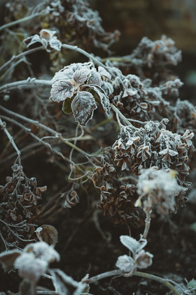 decay — разлагаться