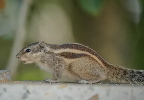 Chipmunk — Бурундук