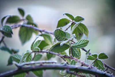 Bramble — ежевика