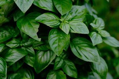 Basil — базилик
