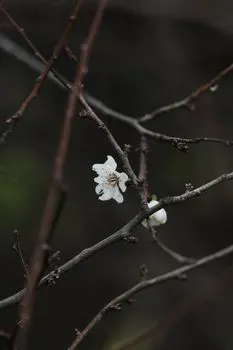 Snowdrop — Подснежник