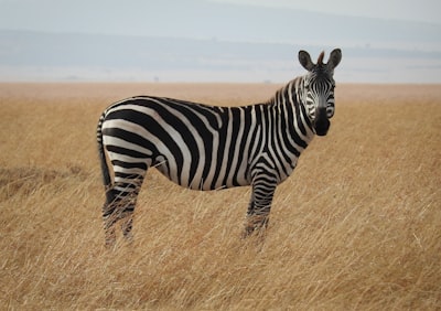 Zebra — зебра