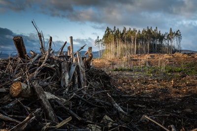 logging — лесозаготовка