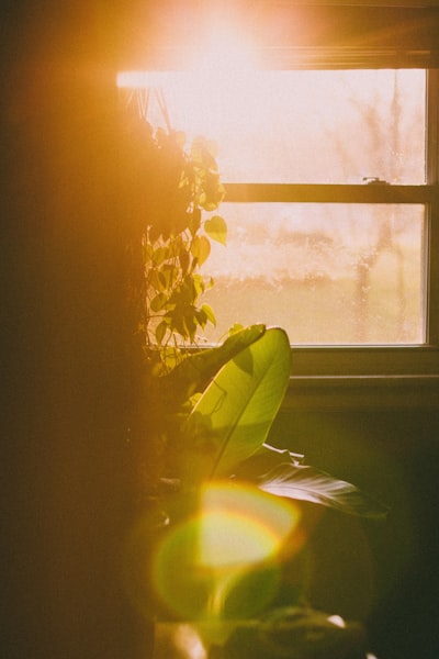 dawn light — свет рассвета