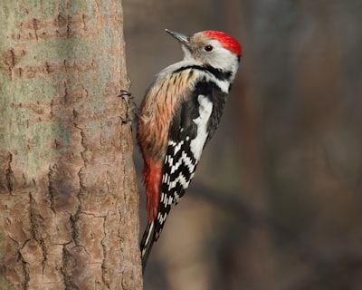 Woodpecker — дятел