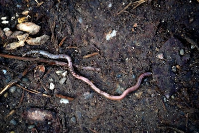 worm — червяк