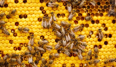 Beehive — улей