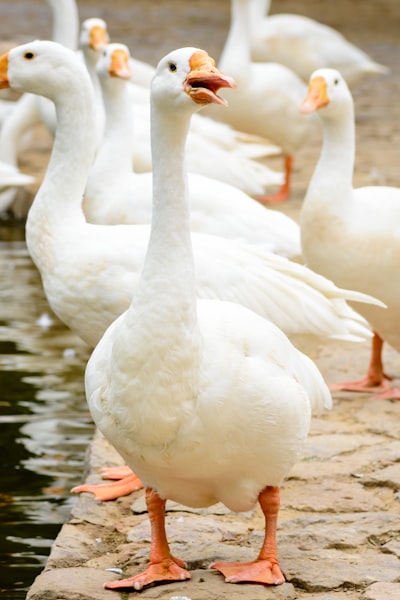 Goose — гусь