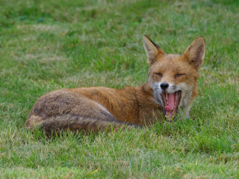 the quick brown fox jumps over the lazy dog every single morning — фраза