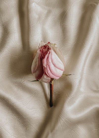 elegance — элегантность