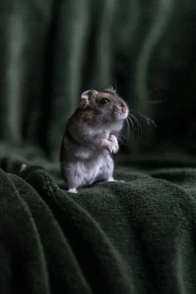 Wave of rodents — нашествие грызунов