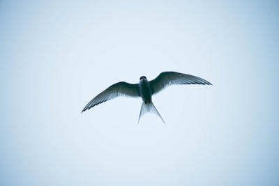 Swallow — глотать