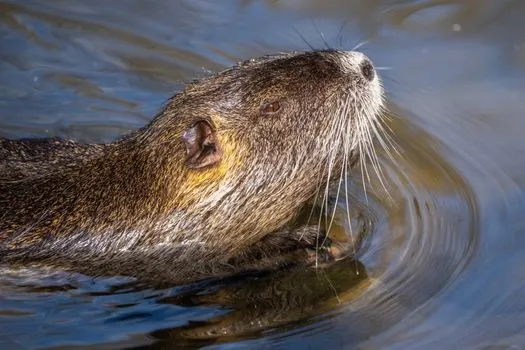 otter — выдра