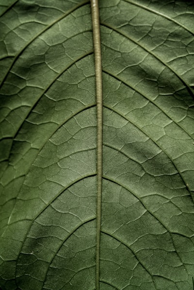 Tree leaf — лист дерева