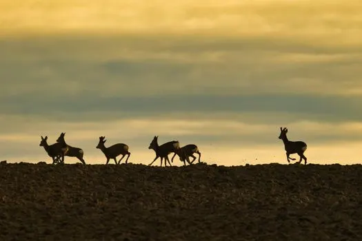 Tierwelt — дикая природа