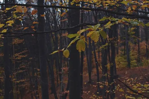 Moody — капризный