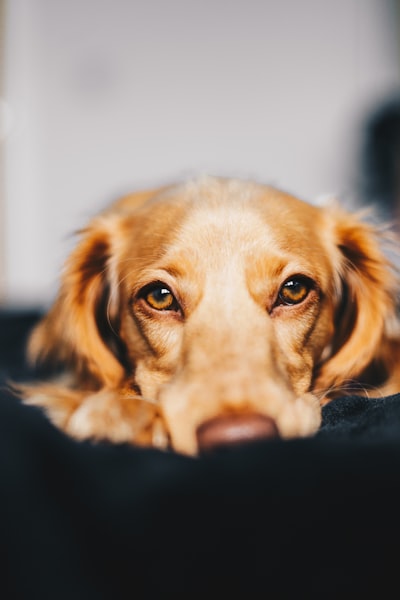el perro — собака