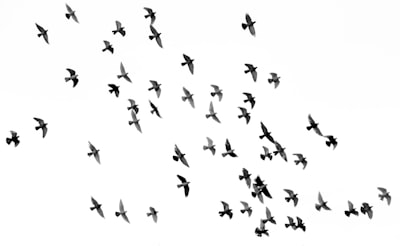 aves — птицы