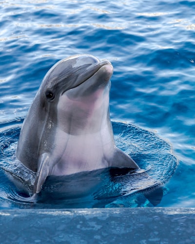 Dolphin — дельфин
