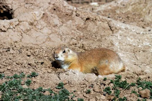 Groundhog — Сурок