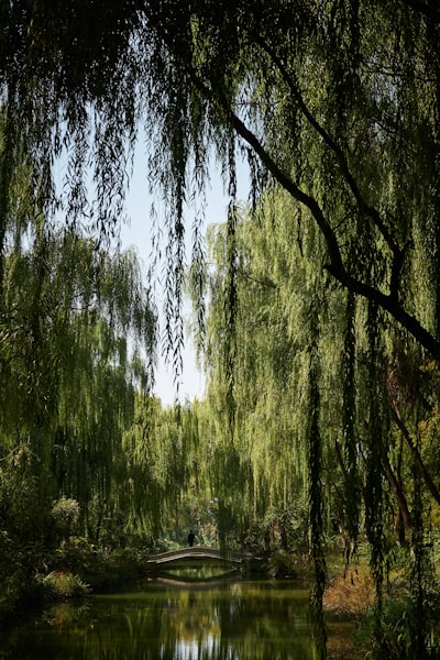 Willows — ивы