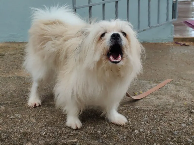 Cane — Собака