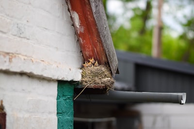 fledgling — птенец