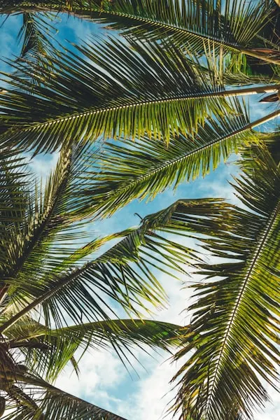 Palms — ладони