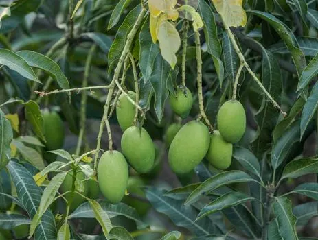 aguacate — Авокадо