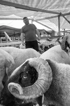 Ram — Баран