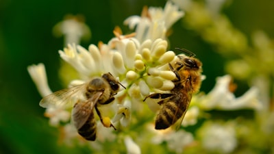 pollination — опыление
