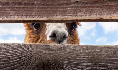 peek — подглядывать