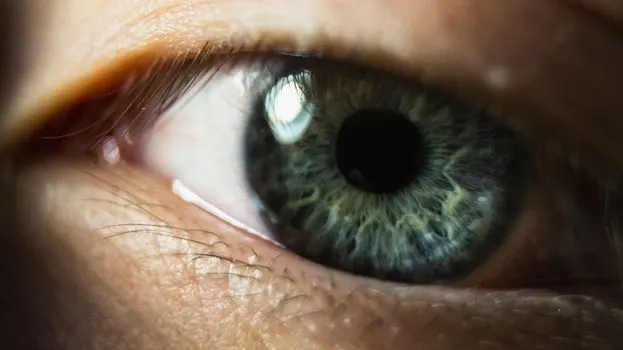 Retinas — Сетчатки