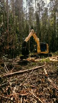 Forest clearance — вырубка леса