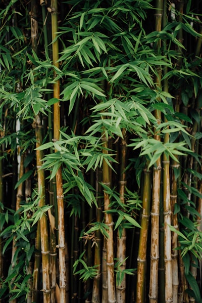 bamboo — бамбук