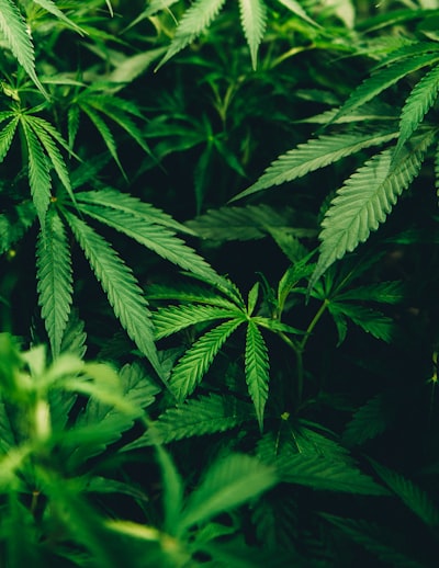 weed — сорняк