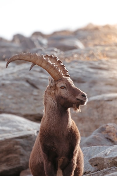 scapegoat — козёл отпущения