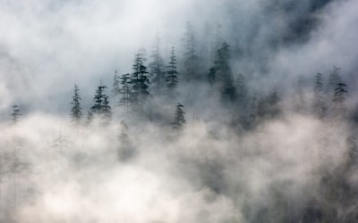 Morgennebel — утренний туман