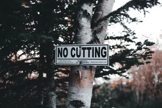 tree felling — вырубка деревьев