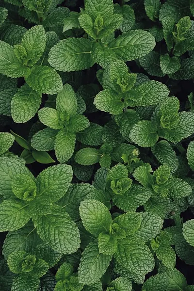 mint — мята