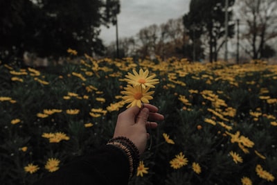 aesthetics — эстетика