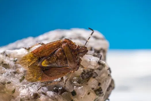 Bug — Жук